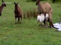[ Bestiality Porn Tube ] Brown and White Kangaroos had a Sweet Sex